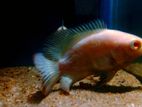 Oscar Fish