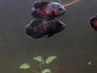 Oscar Fish