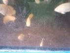 Oscar Fish