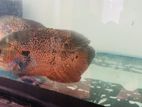 Oscar Fish