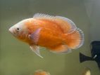 Oscar Fish