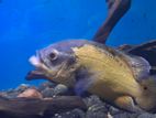 Oscar Fish