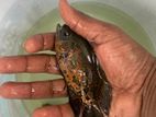 Oscar Fish