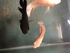 Oscar Fish Pair