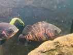 Oscar Fish