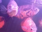 Oscar Fish