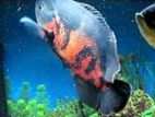 Oscar Tiger Red Patch Fish