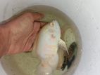 Oscer Fish