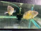 Oscar Fish
