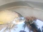 Oscar Fish