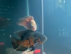 Oska Fish