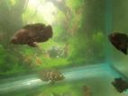 oska fish විකිණීමට