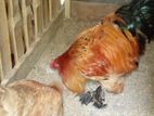Farm Chickens