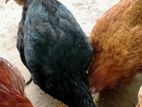 Chickens
