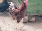 Chickens
