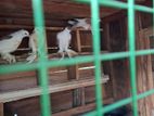 ousralian boots pigeon
