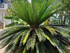Sago Palm