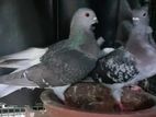 Owl Checker Pigeons