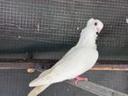 Owl Pigeon