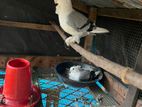 Owl Pigeon