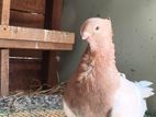 Owl Pigeon