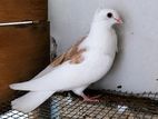 Pigeons