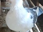 Pigeon