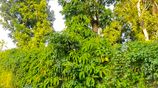 Land for Sale in Ekala