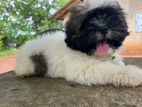 Shih Tzu Puppy