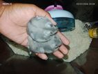 Hamster Babies