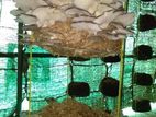 Oyster Mushrooms