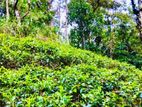 P 435 Lands for sale Balangoda,wewalwatta Rd