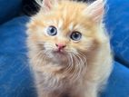 Persian Kitten