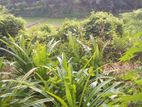 Land for Sale නාගොඩ