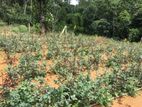 (P216 ) land for Sale in Bandarawela , Pallewela