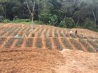 (P216 ) Land for Sale in Bandarawela , pallewela