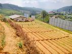 P251) 84.85 Perch Bare Land for Sale in Kandy –nuwara Eliya Main Road