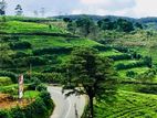 (P251) 84.85 Perch Land for Sale in Kandy –nuwara Eliya Main Road