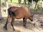 Farm Cows