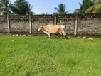 Farm Cow