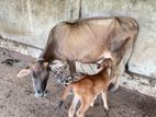 Farm Cow