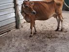 Farm Cow