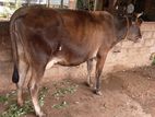 பால் மாடு