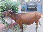 Farm Cows
