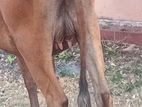 பால் மாடு