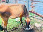 Farm Cow