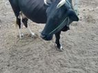 Farm Cow
