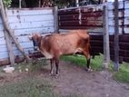 Farm Cow