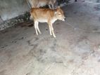 Farm Cow