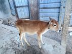 Milk Cow